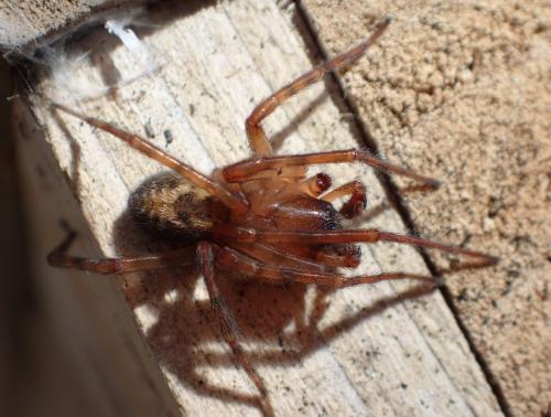 Amaurobius similis